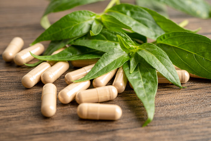 Andrographis herbal capsules with fresh green leaves on wooden surface representing natural immune support supplement from andrographis extract