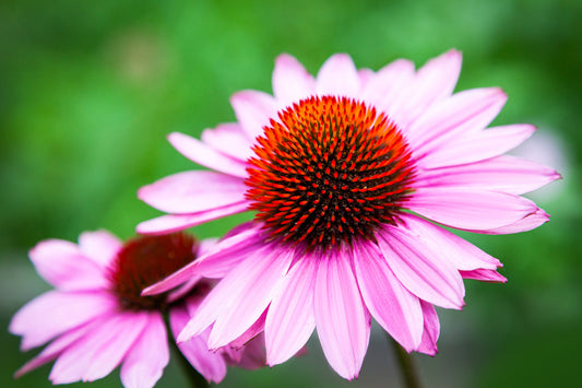 Close up of echinacea flower with vibrant petals known for herbal immune support properties