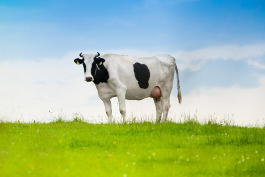 Cow in natural pasture representing the source of bovine colostrum used to support immune and gut health