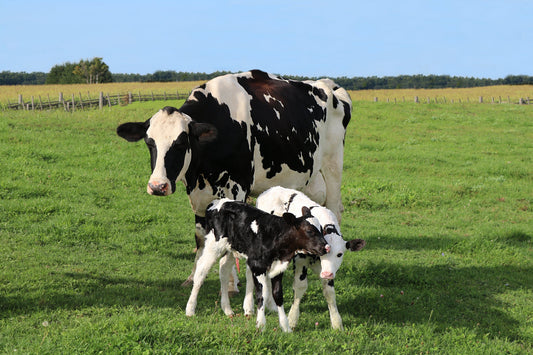 Cow standing with calves in an open field, representing the natural origins of bovine colostrum used in wellness nutrition.