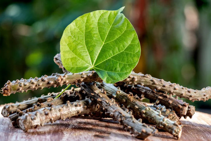 Fresh giloy guduchi plant stems and heart shaped leaf used in traditional Ayurvedic medicine