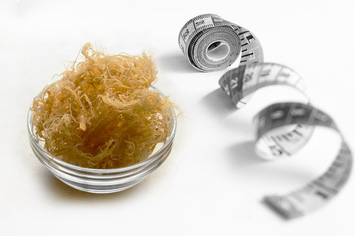 How Sea Moss Works for Weight Loss Does It Really Help?
