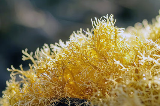 Is Sea Moss a Super food and What Is It Good For?