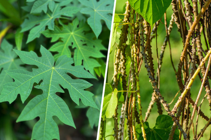 Papaya leaves and giloy stems displayed side by side, representing two traditional herbs commonly used for immune and wellness support