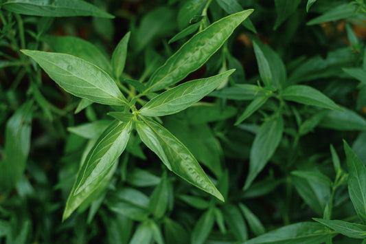 Close-up view of Andrographis leaves, an Ayurvedic herb traditionally used to support immune balance and resilience during winter