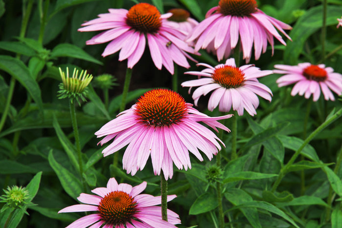Blooming pink echinacea flowers growing in a garden, symbolizing natural herbal support and botanical wellness throughout the day.