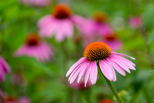 Close-up of vibrant purple echinacea flower commonly used in herbal immune support supplements