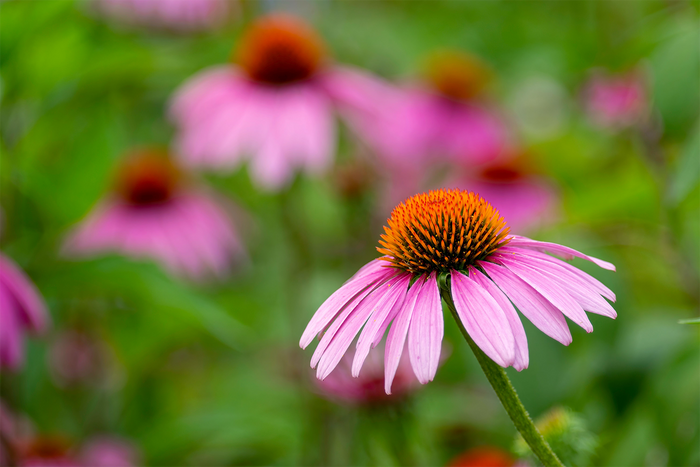 Close-up of vibrant purple echinacea flower commonly used in herbal immune support supplements