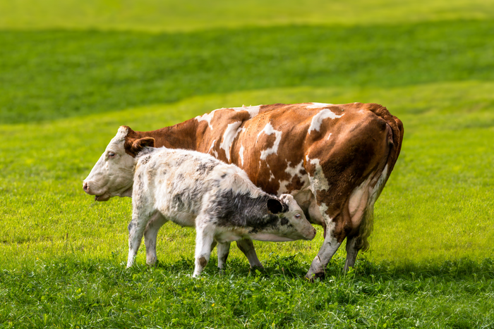 Cow and calf standing together in a green pasture representing the natural origin of colostrum