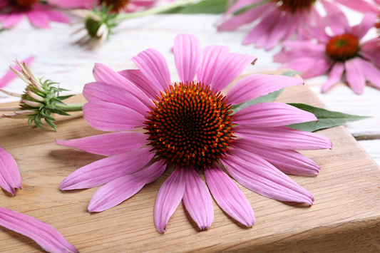 Close-up of a pink echinacea flower on wooden surface, representing echinacea herbal compounds, absorption, and immune health support daily.