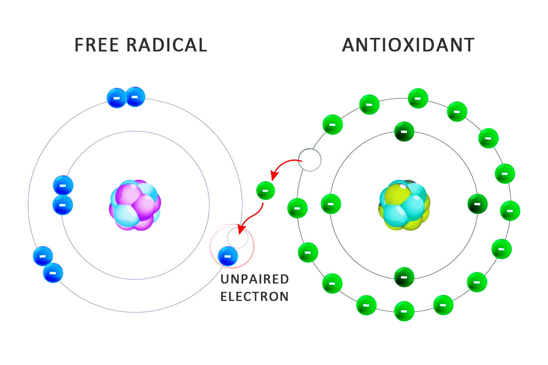 Understanding Free Radicals and Their Impact on Your Health