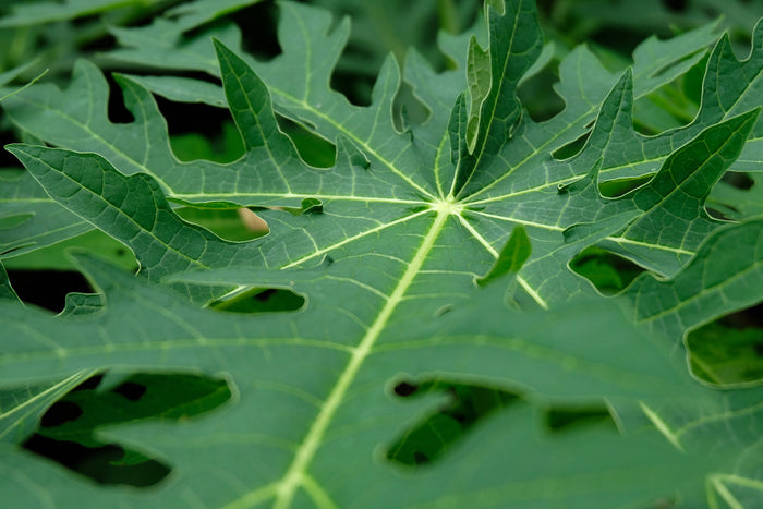 Fresh green papaya leaf close up showing natural plant texture used traditionally to support immunity and overall wellness