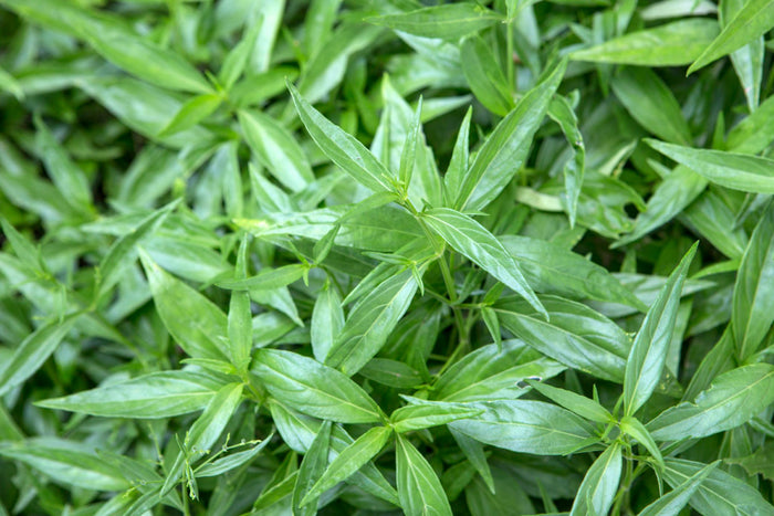 Fresh Andrographis paniculata leaves, traditionally used to support immune health during seasonal changes