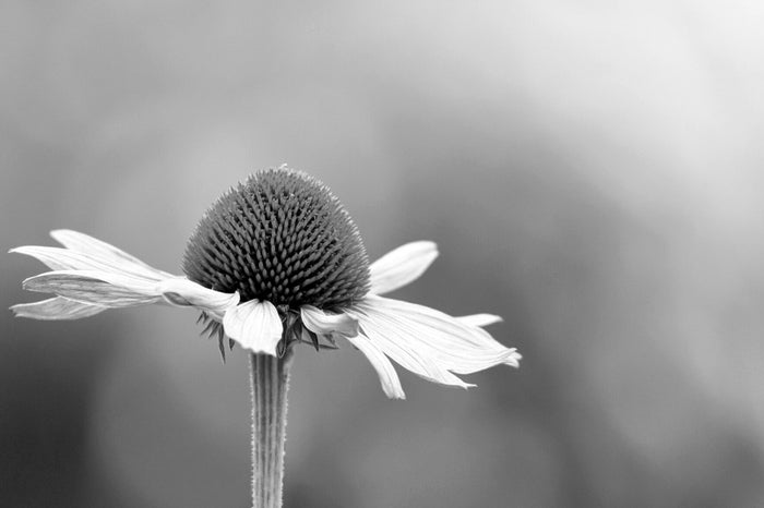 What Echinacea Does to Your Body Understanding the Effects and Benefits?