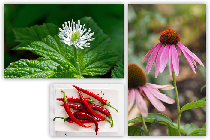 What Happens When These 3 Herbs Team Up with Your Immune System?