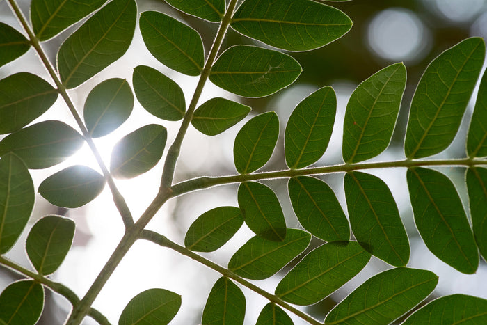 Fresh moringa leaves backlit by sunlight, highlighting the nutrient-rich green superfood used to support winter wellness and vitality.