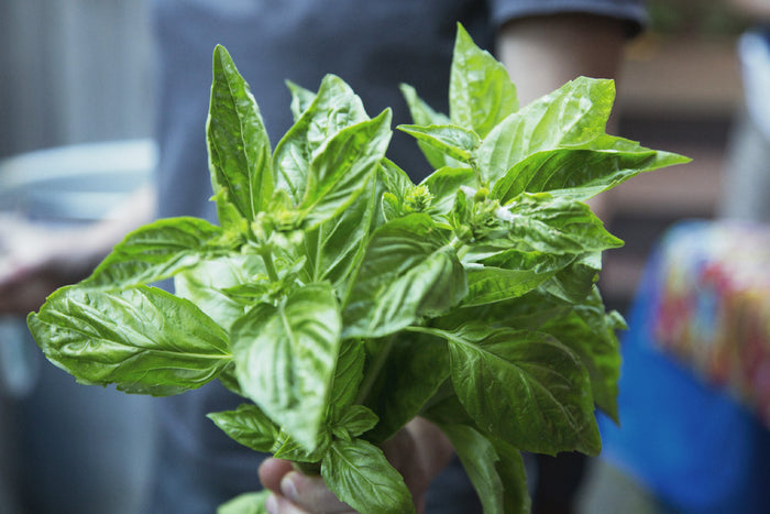 Fresh basil herbs being held in hand, showing vibrant green leaves used for healthy seasoning and plant-based meal flavor enhancement.