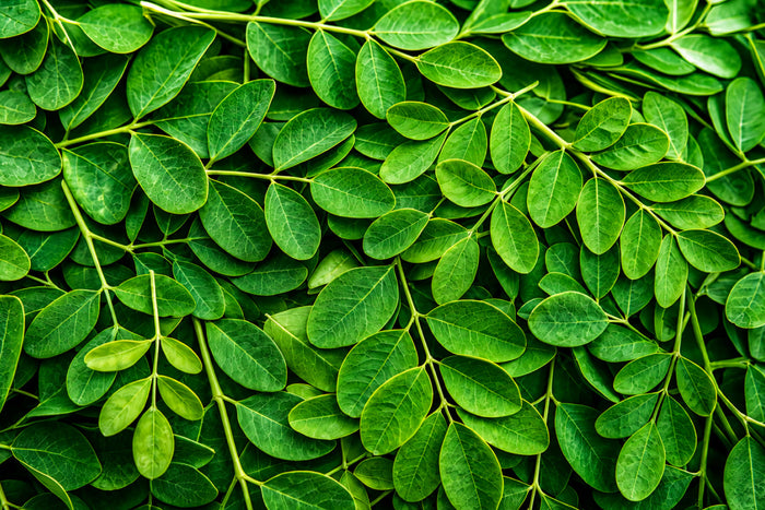 Close-up of fresh green moringa leaves covering the frame, showcasing the nutrient-rich plant used in traditional wellness and nutrition.