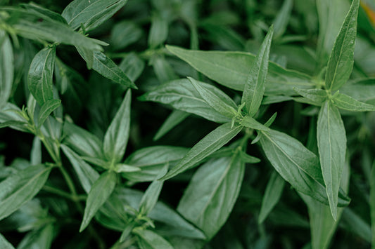Close-up of green Andrographis leaves growing, illustrating the herbal plant used in Andrographis supplements and everyday wellness support.