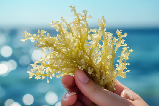 Close-up of a hand holding fresh sea moss against a bright blue ocean background, showing its delicate branching texture and natural color.