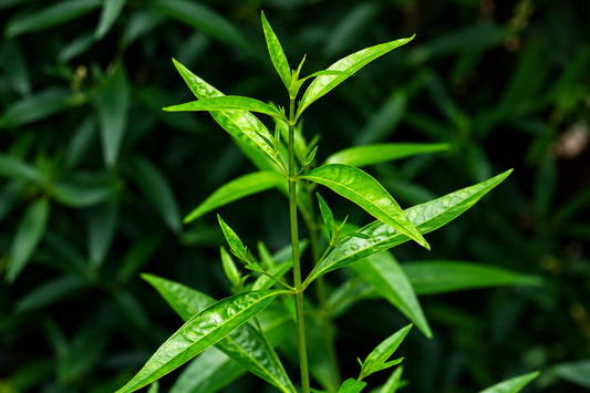 Close-up of fresh Andrographis paniculata leaves with a vibrant green background, highlighting the medicinal herb and its bioactive compounds involved in immune support.