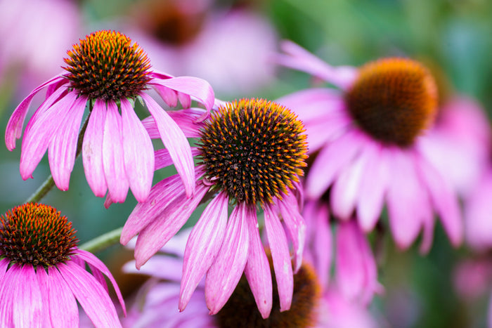 Bright pink echinacea flowers in bloom representing herbal wellness and traditional immune support remedies