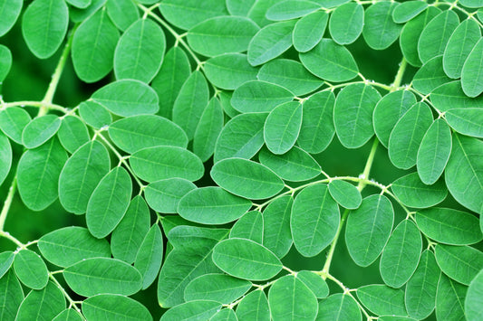 Close-up of fresh moringa leaves highlighting the natural green superfood used for wellness and nutrition support