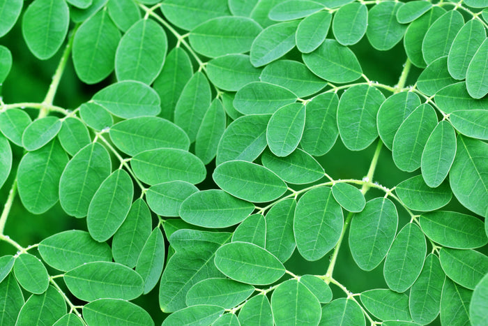 Close-up of fresh moringa leaves highlighting the natural green superfood used for wellness and nutrition support
