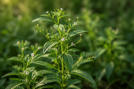 Close-up of Andrographis plant growing outdoors, showcasing the natural herb traditionally used for immune wellness support.