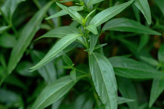 Close-up of fresh Andrographis leaves, showcasing the traditional medicinal herb used to support healthy immune function and overall wellness.