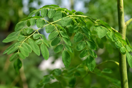 Fresh moringa leaves growing on a tree branch highlighting the natural source of this nutrient-rich superfood plant