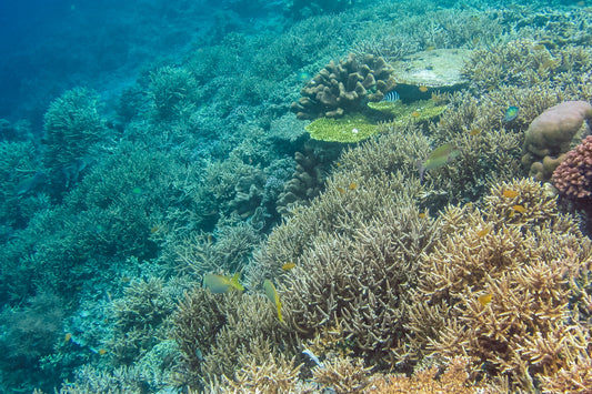 Natural sea moss growing beneath clear ocean water, highlighting the wild marine environment where this mineral-rich sea vegetable has been harvested for generations.