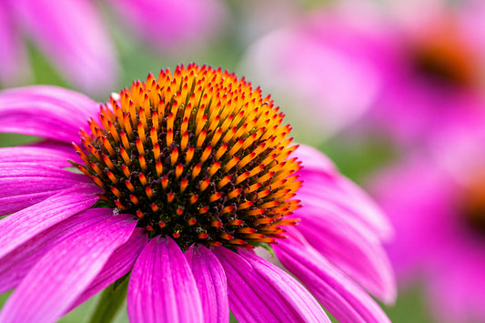 Close-up of a vibrant purple echinacea flower with orange-brown central florets, highlighting this traditional herb studied for its potential immune-supporting properties.