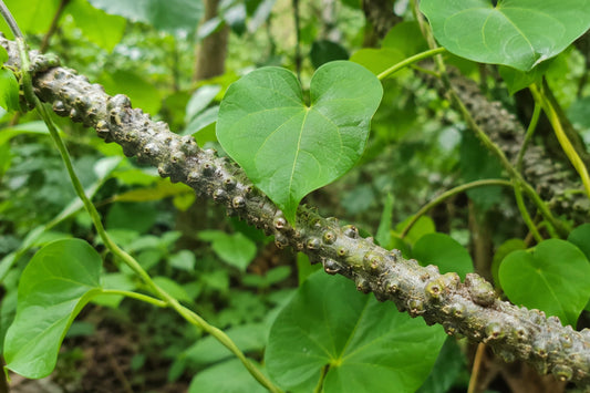 Close-up of the Giloy Guduchi plant with heart-shaped leaves and a textured stem growing naturally among lush green foliage in a forest.