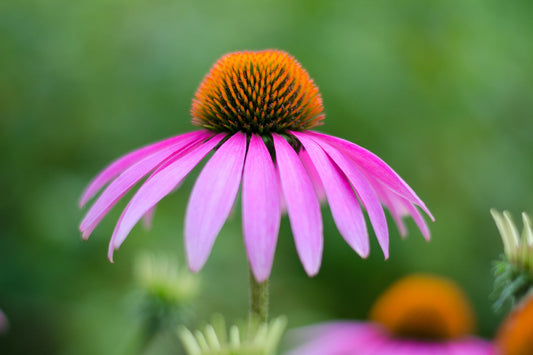 Close-up of vibrant purple Echinacea flower highlighting the botanical source traditionally used to support immune health and overall wellness