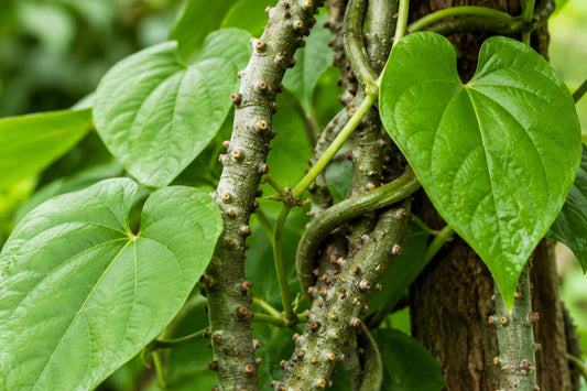 Fresh Giloy Guduchi vine growing naturally with heart-shaped leaves, showcasing the Ayurvedic herb known for immune health support.