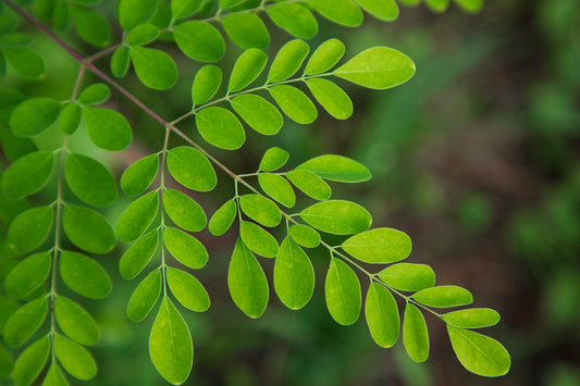 Close-up of fresh moringa leaves highlighting this nutrient-rich plant and its natural vitamins, minerals, antioxidants, and cellular support.