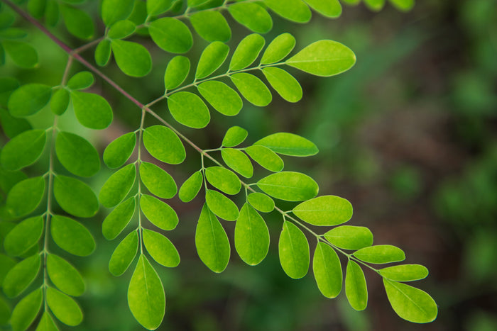 Close-up of fresh moringa leaves highlighting this nutrient-rich plant and its natural vitamins, minerals, antioxidants, and cellular support.